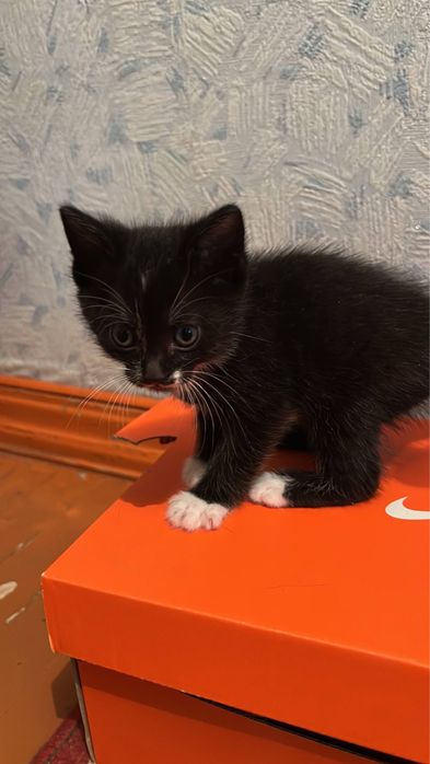 Отдам котят в хорошие руки!