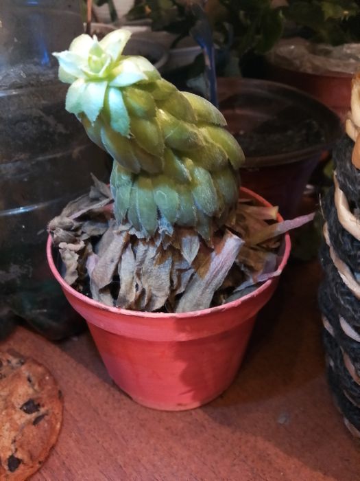 Цветок Кактус-сакулент