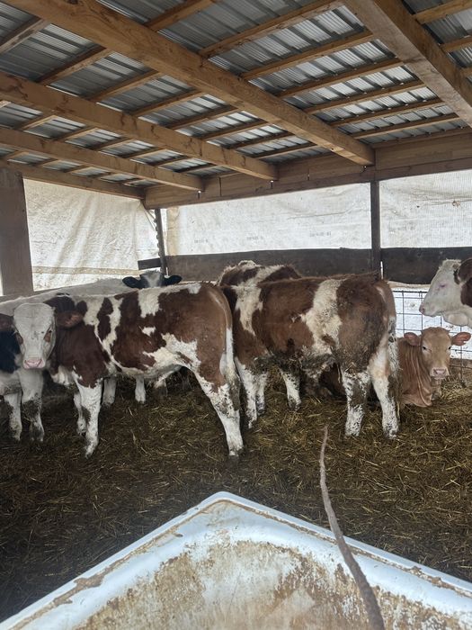 Vand vitei   Pret 26 kg