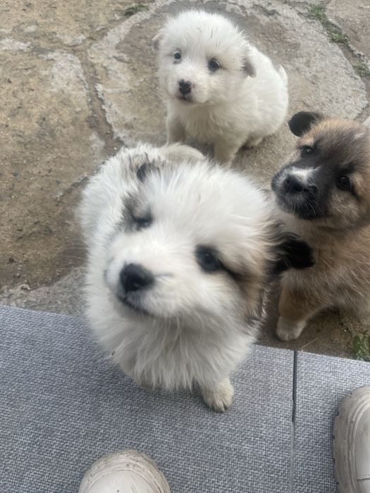 Отдам щенков мальчик и девочки