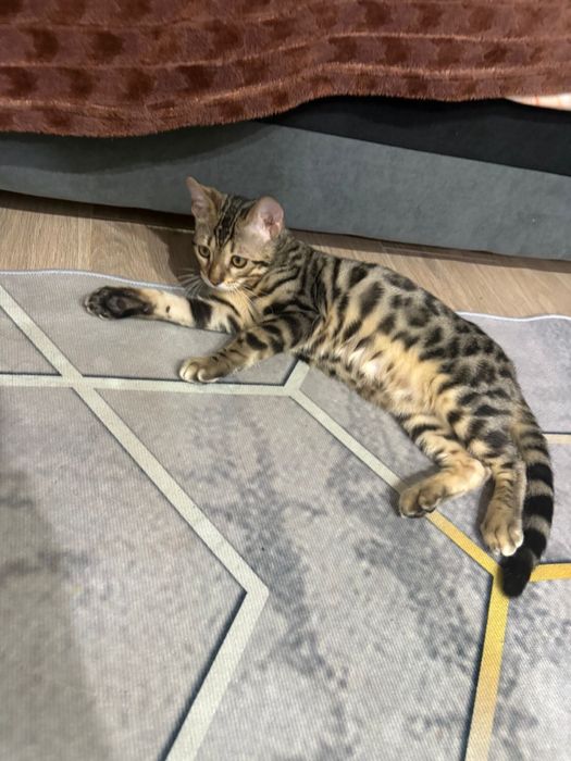 Бенгалский кошка