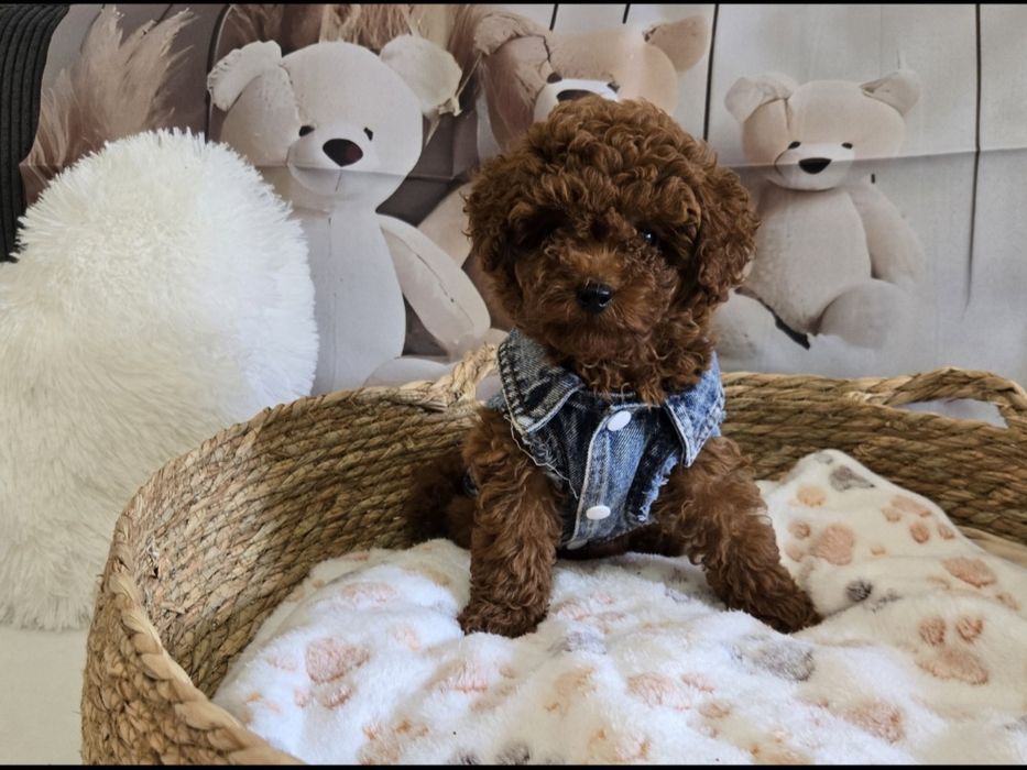 Пудел тийкъп/ Пудел той poodle с родословие момче red braun