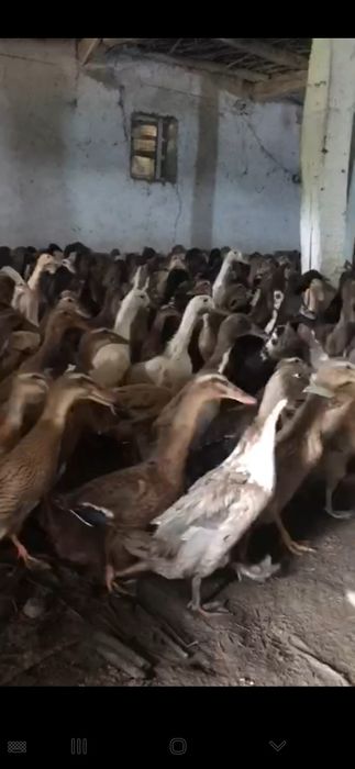 Indiski begunok sotiladi