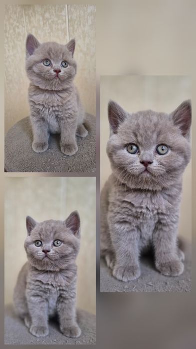 Продаётся  британский котенок