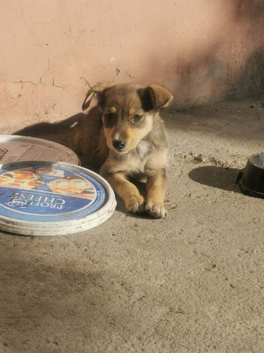 Отдам в хорошие добрые руки