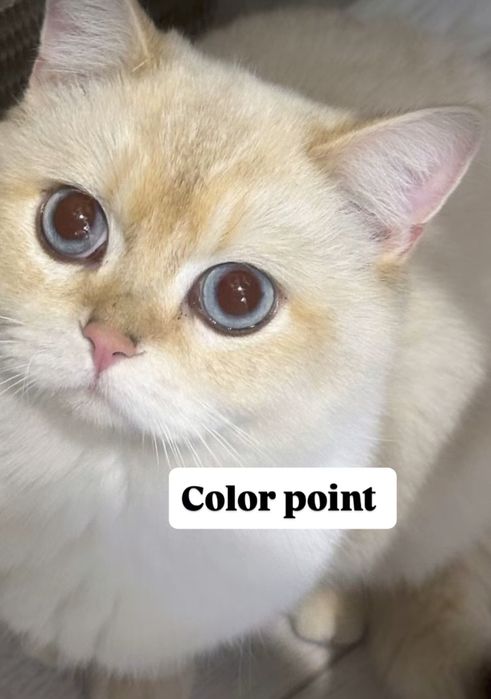 Vyazkaga qiz mushuklarni taklif qilamiz