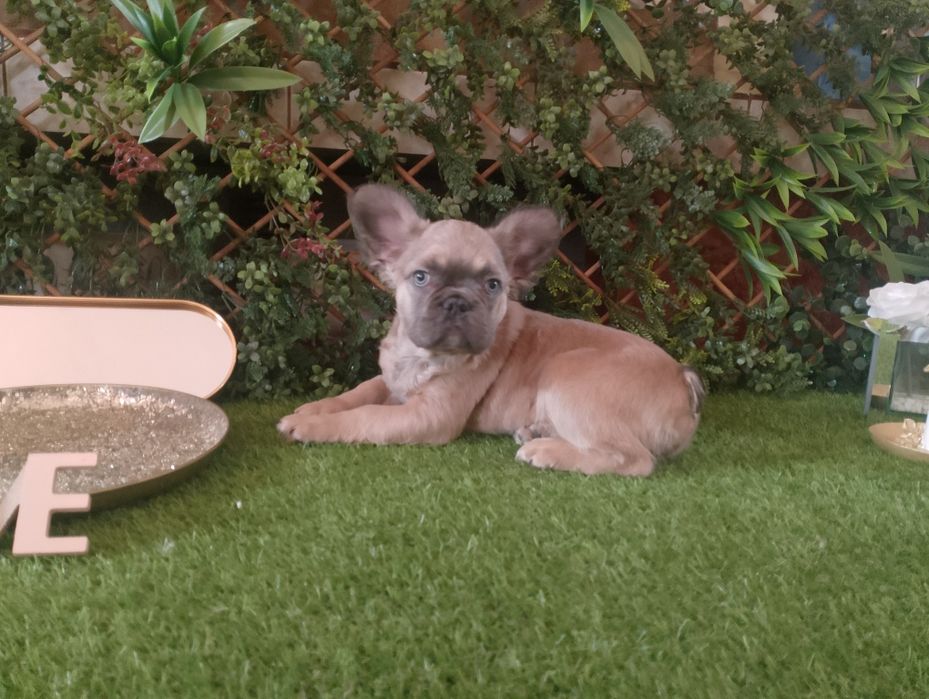 Fluffy Bulldog Francez