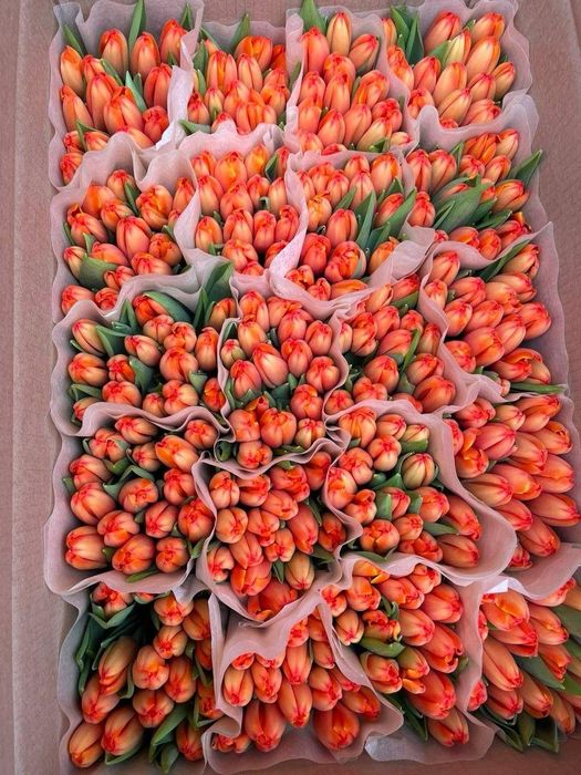Тюльпаны оптом с теплицы 2026 сезон открыт!