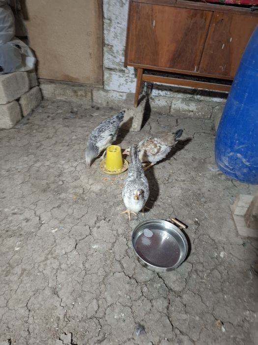 Курыыыыыыыыыыыыы