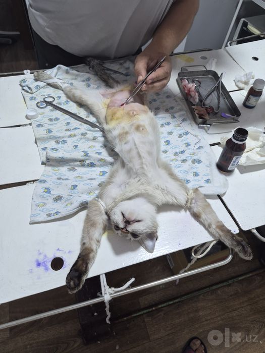 Veterinar xizmati