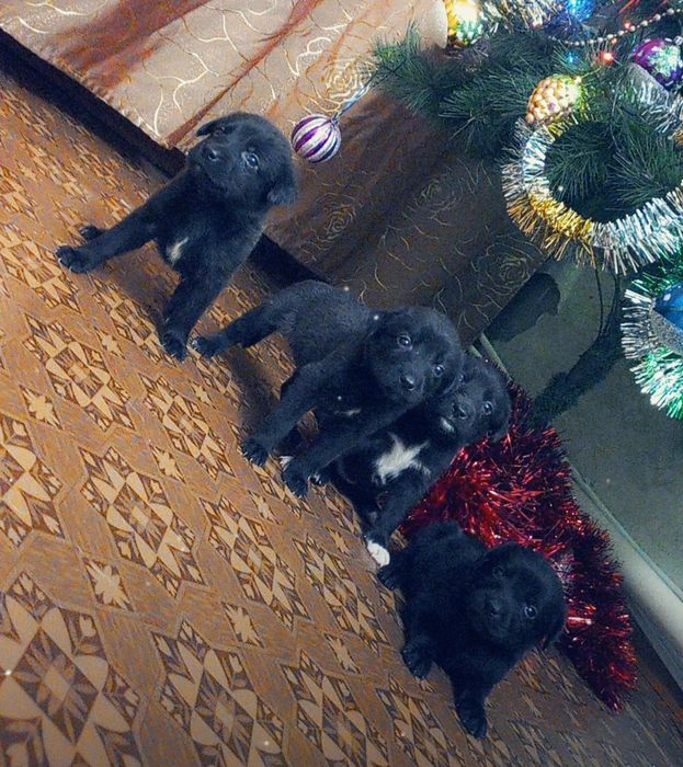 Продам щенков лабладора