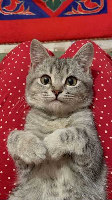 Кошку.  Забрали.