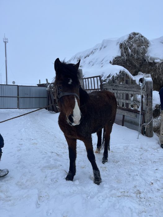 Міңгі айғыр сатылады