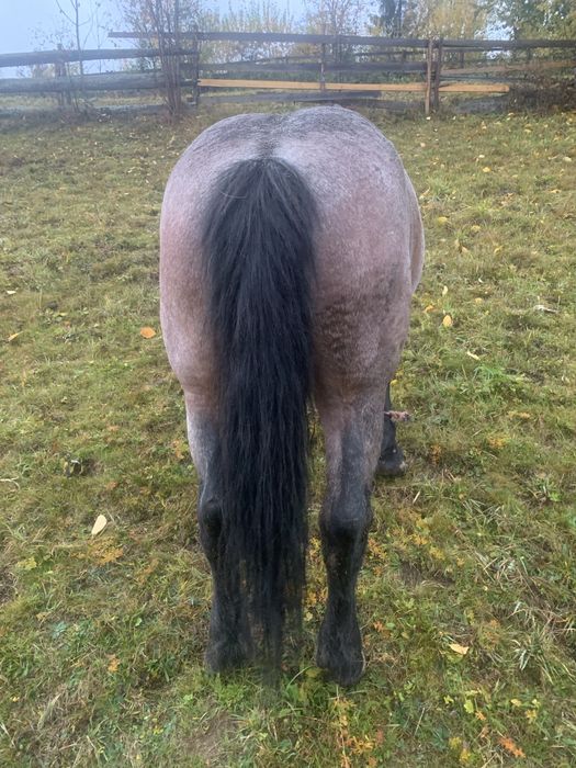 Vand iapa de 13 ani..