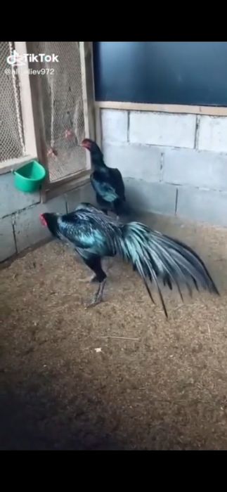 Ганой цыплята  100%