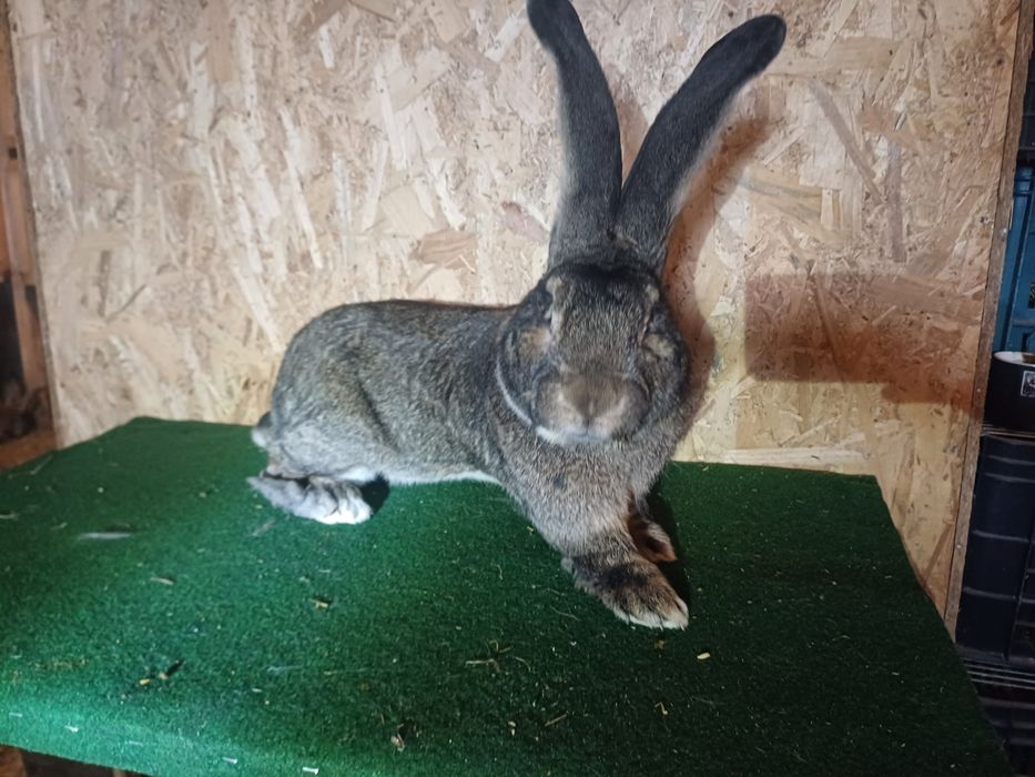 Iepuroi Iepuri Mascul Uriaș German