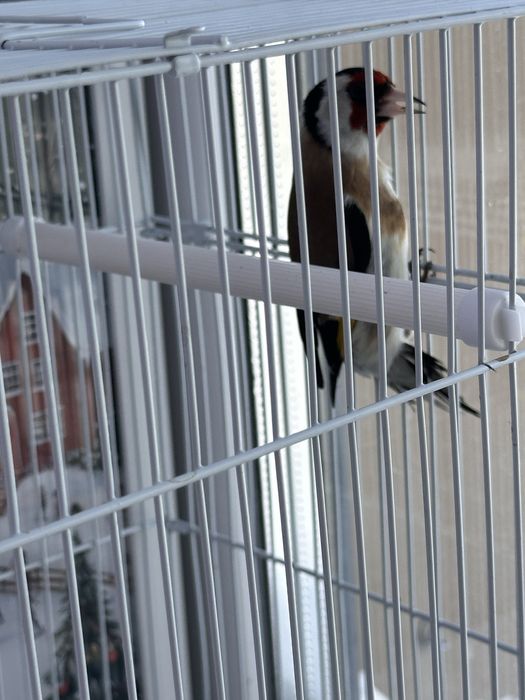 Продам  Щегла красивая певчая птичка Самец