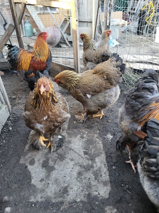 Pui si oua din  rasa Brahma HD,albastru,potarnichiu si Plymouth rock b