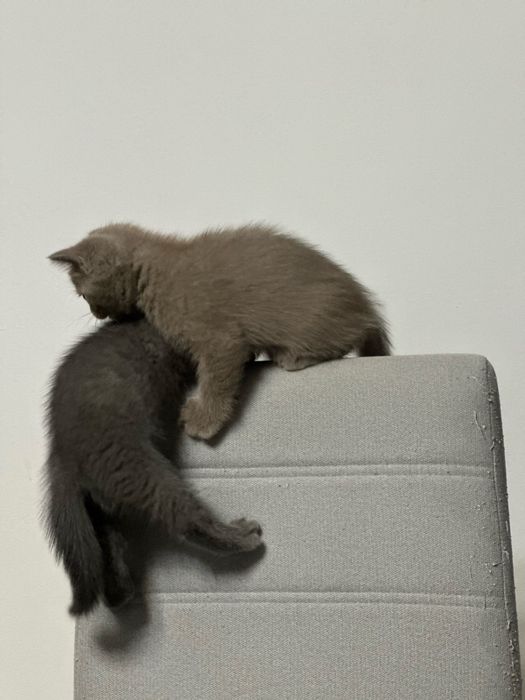 Котята Британские