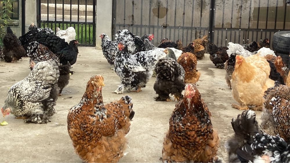 Oua Cochinchina urias diferite varietati de culoare