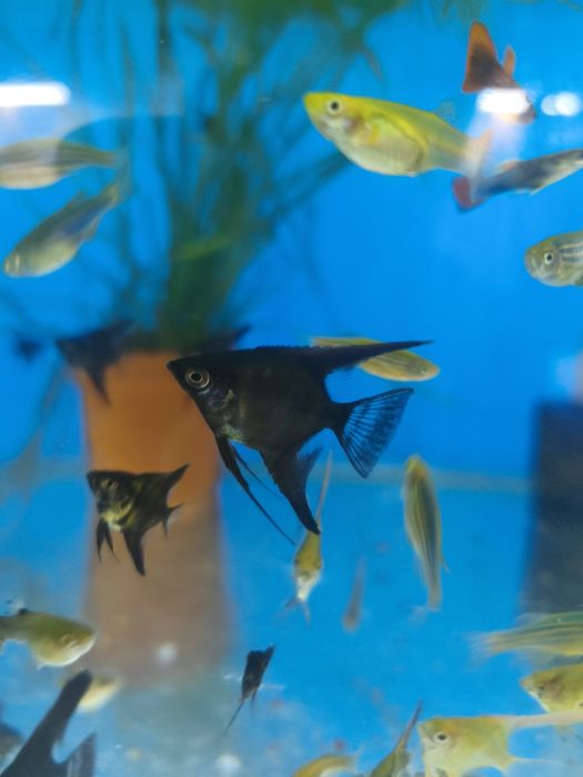 Skalari baliklar sotiladi