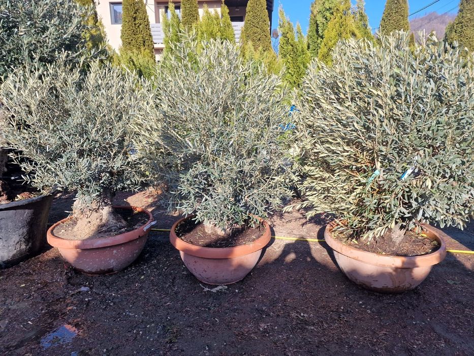 Măslini seculari pe rod