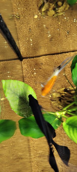 Продавам малки черни Молинезии и няколко средно големи Анцистроси