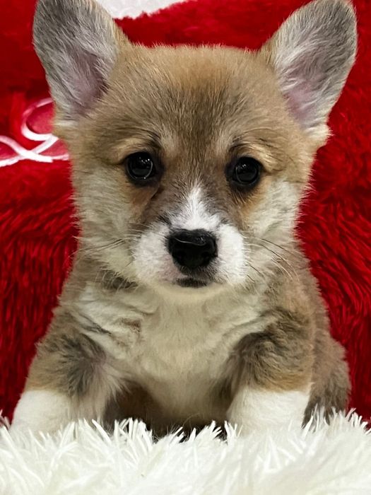 Щеночки вельш корги