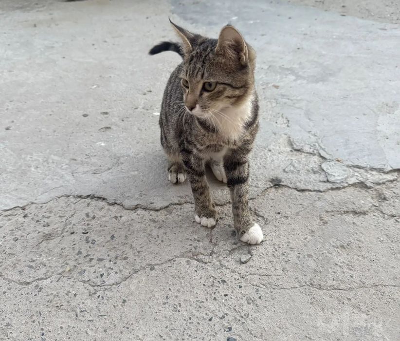 Не просто котёнок — маленький  друг  на всю жизнь