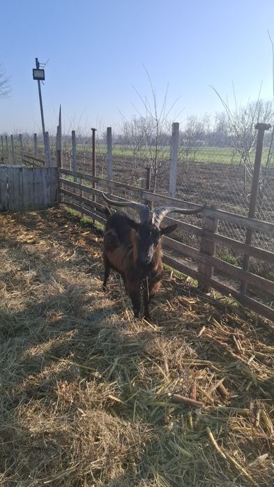 Vând Țap și capre