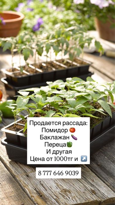 Продам Рассаду недорого