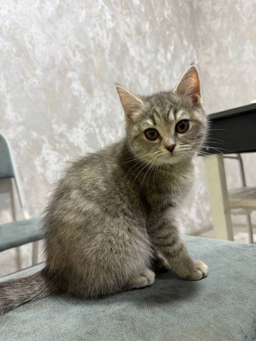 Mushukchalar sotiladi!!!