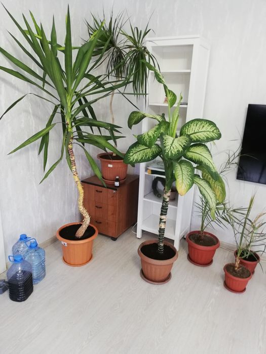 Цветы комнатные в горшках