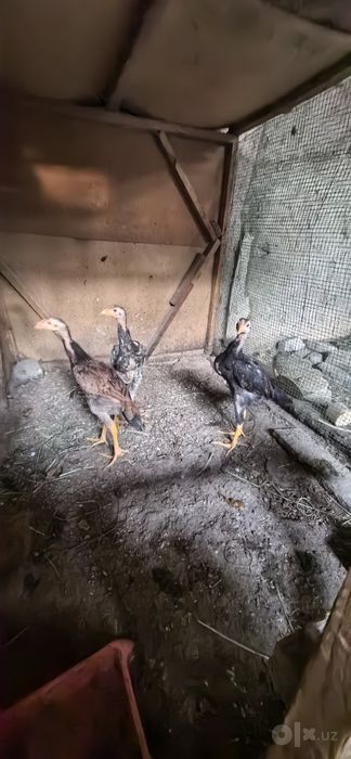 Дакан жужалар сотилади