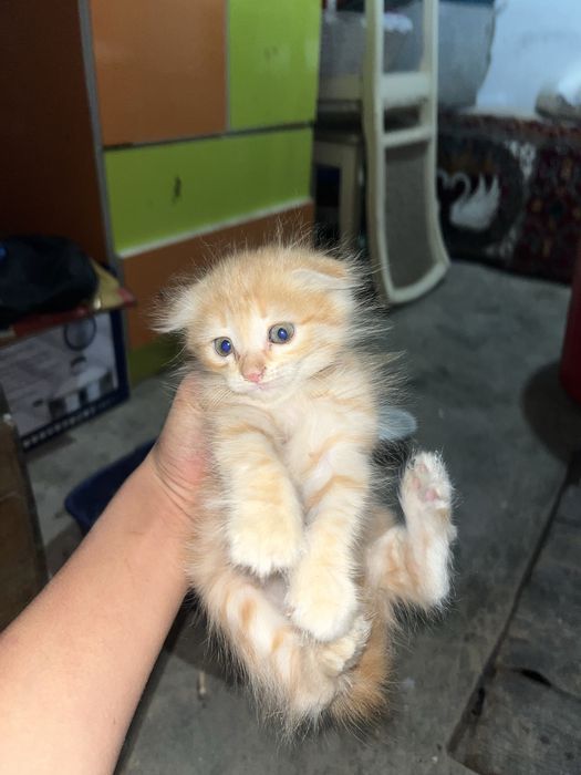 Котята ласковый хорошый