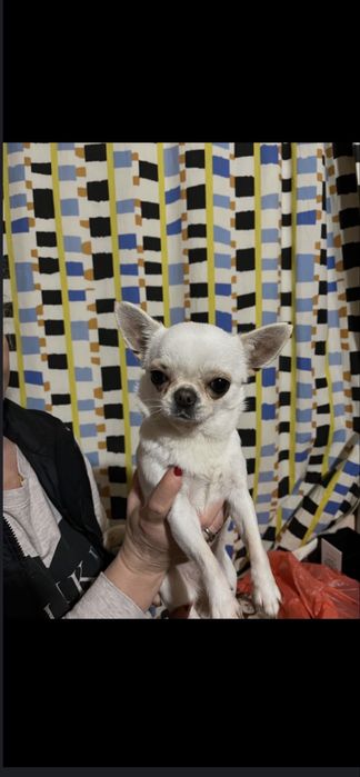 Мини чихуахуа.