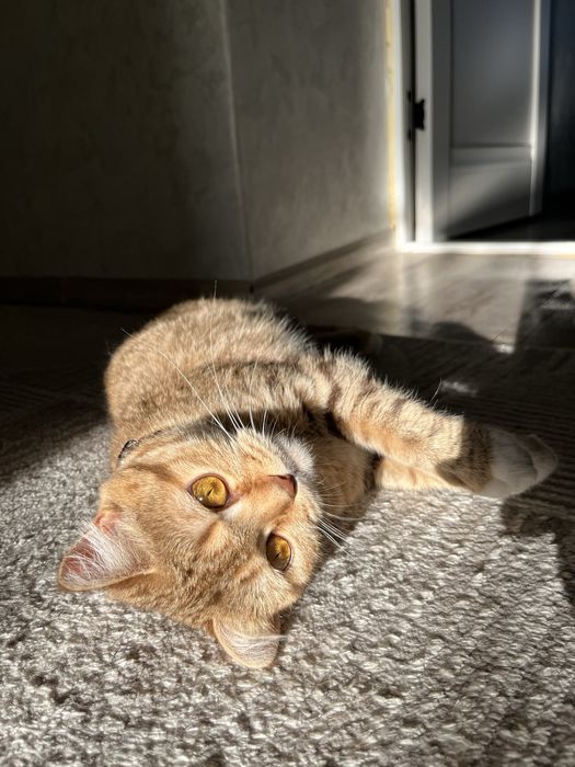 Отдам кошку бесплатно