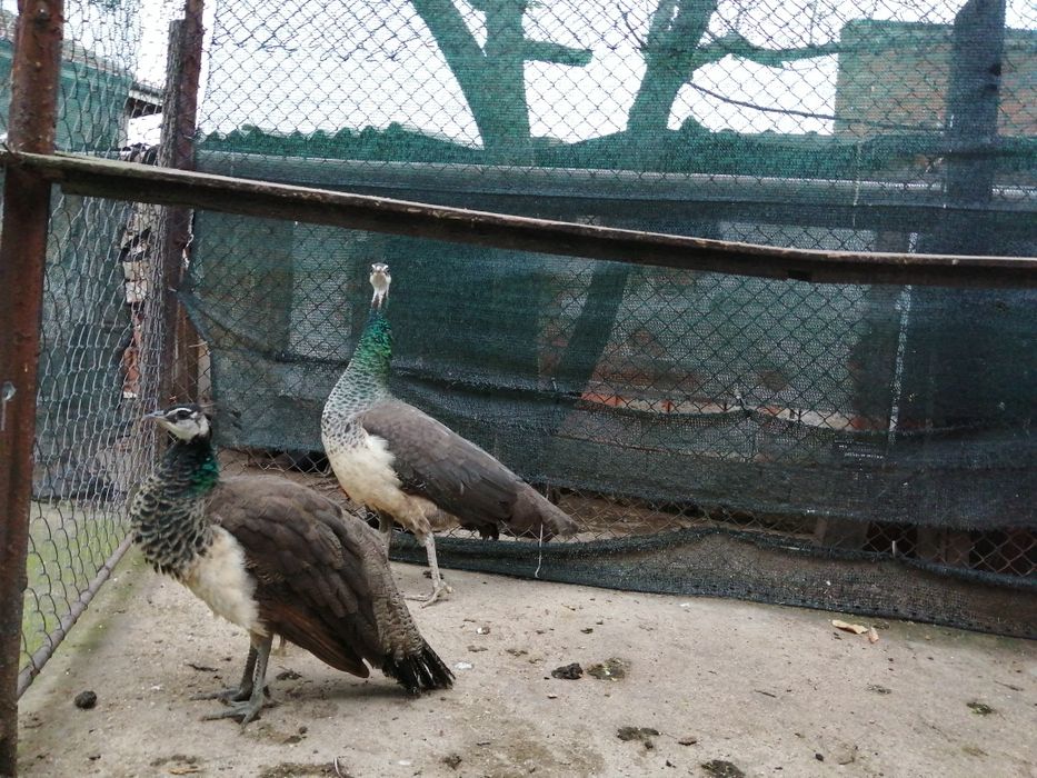 "Индийски  пауни "