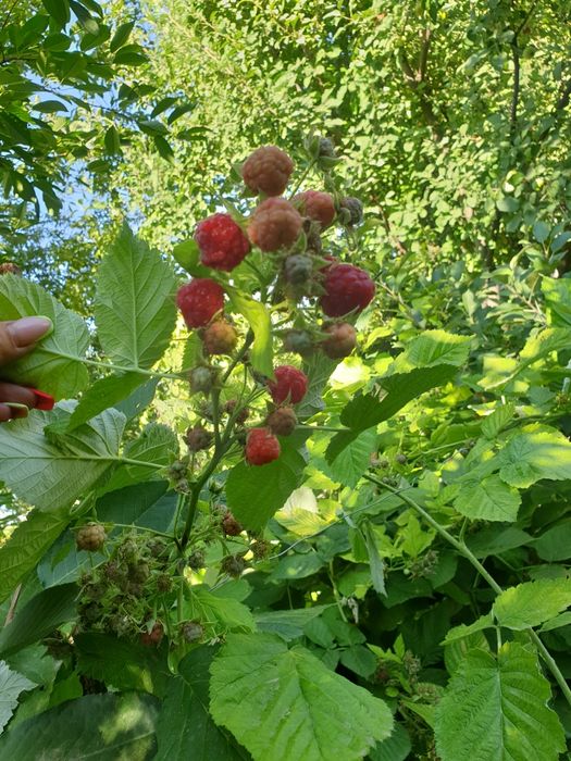 Саженцы Малины крупной домашней