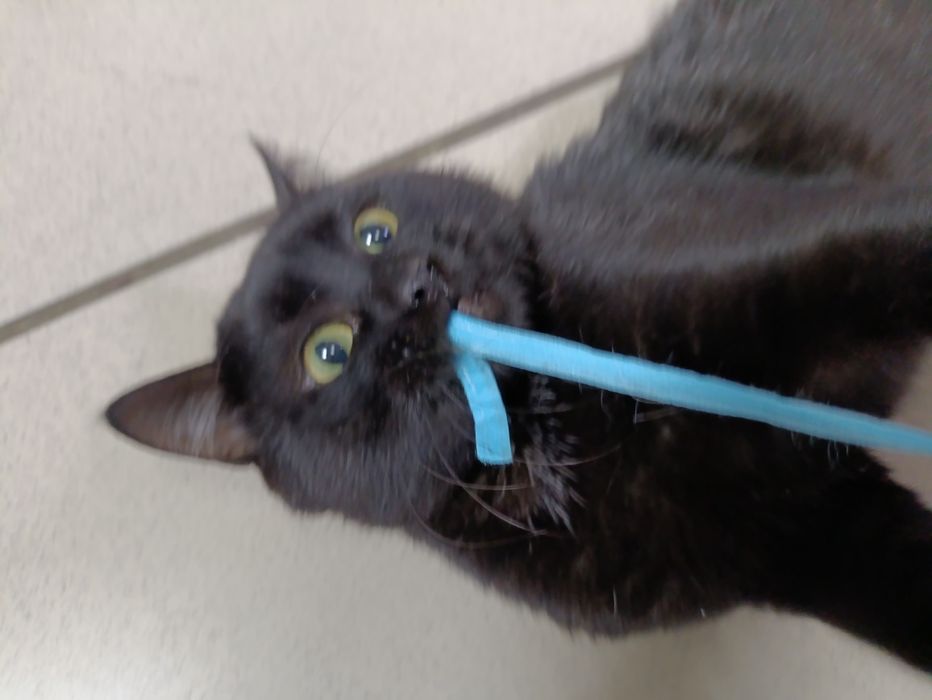 Особенный котик ищет семью