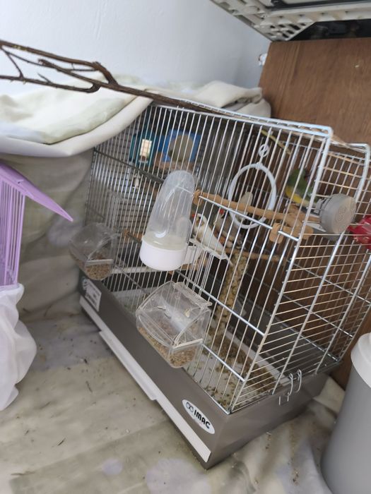 Vând cușcă papagali