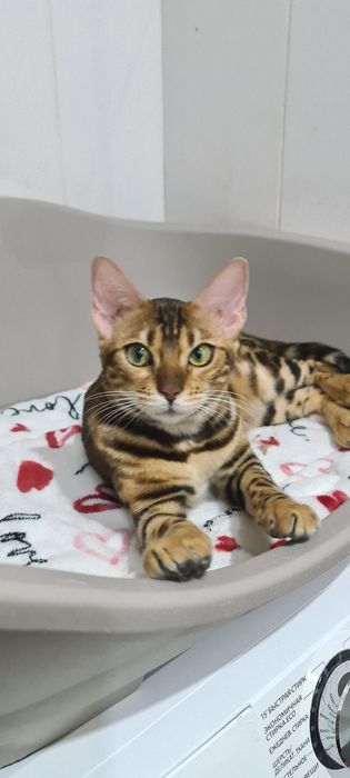 Бенгалы шоу класса!