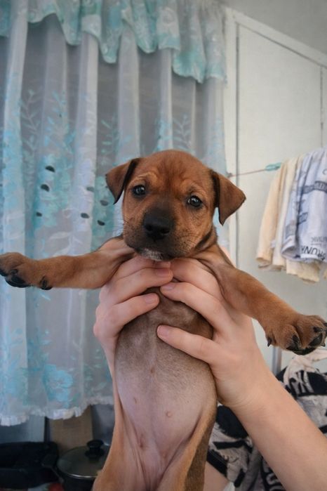 Продаются щенки Американского стаффордширского терьера