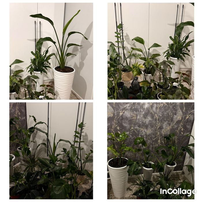 Комнатные растения