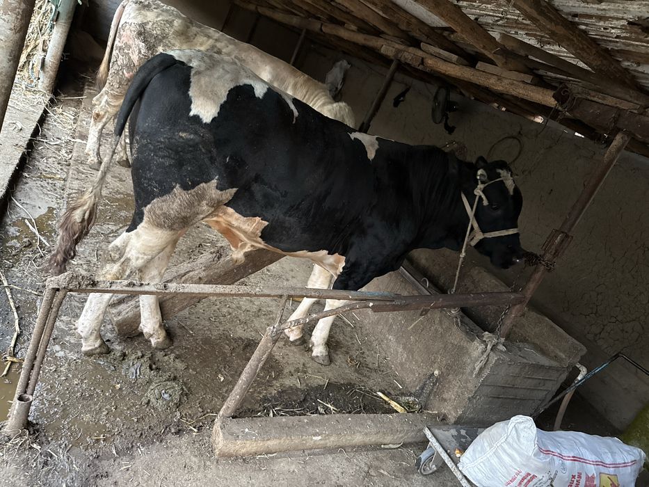 Buqa sotiladi soglom yeb ichiwi yaxwi