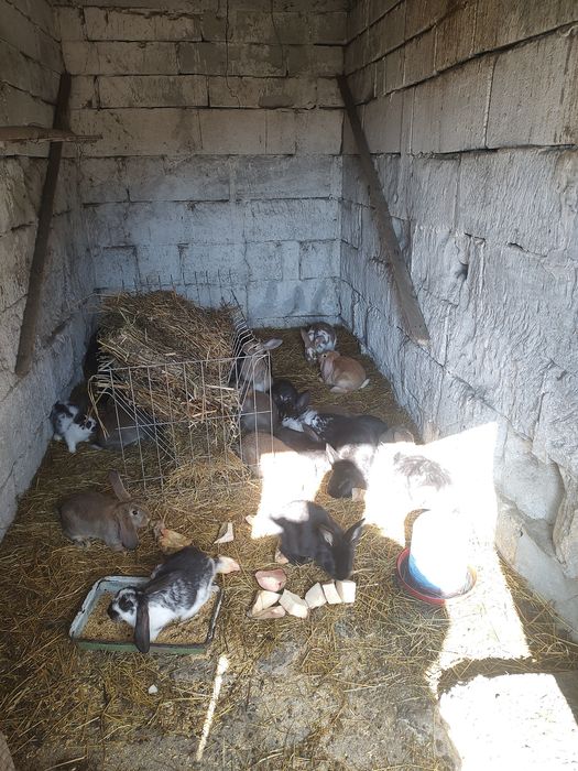 Iepurași de vinzare preț 70 lei