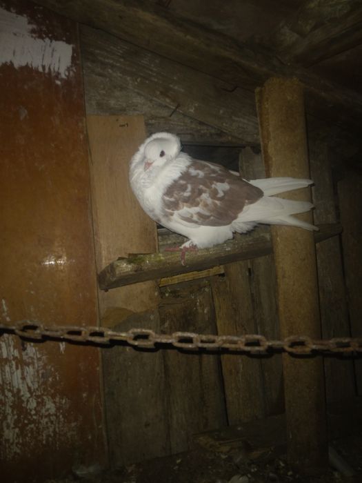 Vând 3 porumbei unul încălțat,unu capucin,si o poștă albă