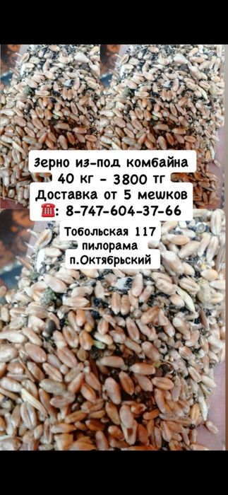Продам зерно  сухое
