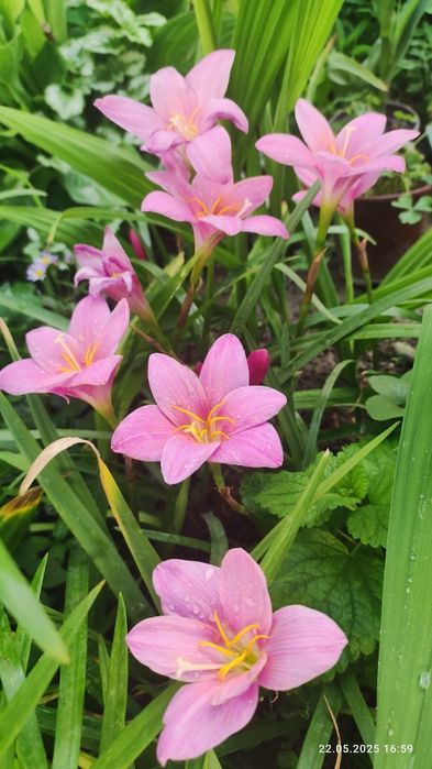 Зефирантес крупно цветковые