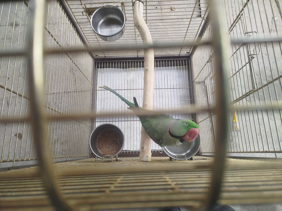 Продается попугай